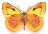 Colias_australis.jpg