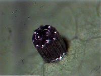 E_isabella_egg2.JPG