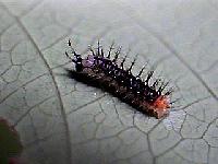 E_isabella_lar2nd1.JPG