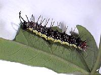 E_isabella_lar4nd2.JPG
