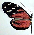 H_ismenius_m1.jpg
