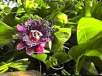 P_quadrangularis1.JPG
