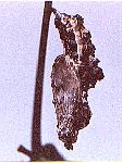 Dido3.jpg