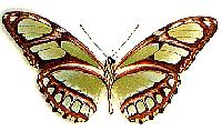 dido_chocoensis.jpg