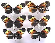 Heliconius2.JPG