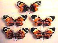 Heliconius.JPG